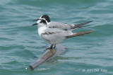 Tern, Common @ Malacca Straits