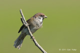 Sparrow, Eurasian Tree @ Batu Gajah