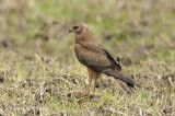 Harrier, Pied (juv) @ Sungei Balang