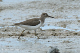 Sandpiper, Common @ Parit Jawa