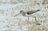 Sandpiper, Terek @ Parit Jawa