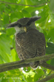 Owl, Barred Eagle (male)
