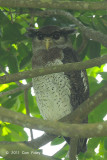 Owl, Barred Eagle (female)