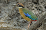 Pitta, Mangrove (juvenile) @ Pasir Ris Park