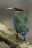 Pitta, Mangrove (juvenile) @ Pasir Ris Park