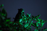 Owl, Barred Eagle (female standing guard)