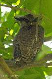 Owl, Barred Eagle (male)