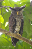 Owl, Barred Eagle (male)