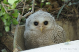 Owl, Barred Eagle Owl (chick)