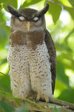 Owl, Barred Eagle Owl (female)