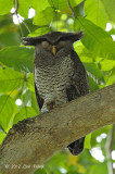Owl, Barred Eagle (male)