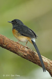 Shama, White-rumped (female) @ Bukit Tinggi