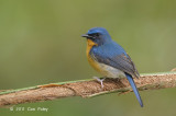 Flycatcher, Hill Blue (male) @ Bukit Tinggi