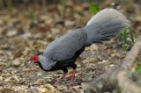 Pheasant, Kaiji (male) @ Kaeng Krachan