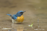 Flycatcher, Tickells Blue (male) @ Phu Khieo