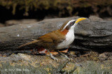 Babbler, White-browed Scimitar @ Kaeng Krachang