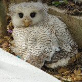 Owl, Barred Eagle (chick)