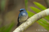 Flycatcher, Hainan Blue (male) @ Khao Yai