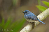 Flycatcher, Hainan Blue (male) @ Khao Yai