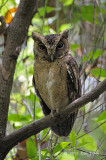 Owl, Sunda Scops @ Pasir Ris Park