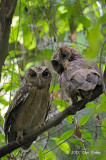 Owl, Sunda Scops @ Pasir Ris Park