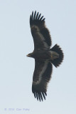 Eagle Steppe (juvenile) @ Eagle Point