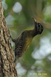 Woodpecker, Streak-breasted (female) @ Kaeng Krachan