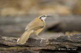 Laughingthrush, Lesser Necklaced @ Kaeng Krachan