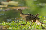 Watercock (female) @ Botanic Gardens