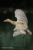 Watercock (female) @ Botanic Gardens