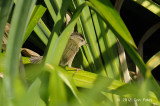 Warbler, Pallass Grasshopper @ Sengkang