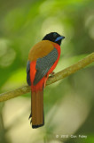 Trogon, Scarlet-rumped (male)