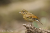 Robin, White-tailed (female) @ Phu Khieo