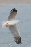 Gull, Brown-headed (adult non-breeding) @ Laem Phak Bia