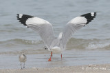 Gull, Brown-headed (adult non-breeding) @ Laem Phak Bia