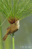 Warbler, Oriental Reed @ Sengkang