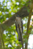 Cuckoo, Large Hawk (adult) @ Bidadari