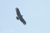 Eagle, Greater Spotted