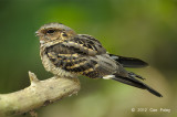 Nightjar, Large-tailed @ Pasir Ris