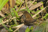 Warbler, Pallass Grasshopper @ Sengkang