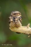 Nightjar, Large-tailed @ Pasir Ris