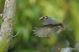 Barbet, Coppersmith @ Chinese Gardens