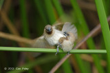 Munia, Scaly-breasted @ Sengkang