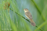 Warbler, Black-browed Reed @ Sengkang