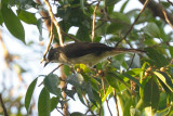 Bulbul, Puff-backed