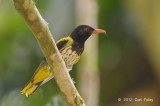 Oriole, Dark-throated (male)