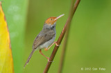 Tailorbird, Ashy (female) @ Sengkang