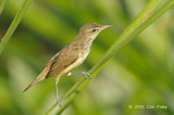 Warbler, Oriental Reed @ Sengkang