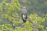 Eagle, Lesser Fish @ Kuala Juram