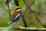 Pitta, Malayan Banded (male) @ Merapoh